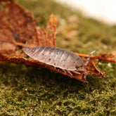 Desertoniscus subterraneus